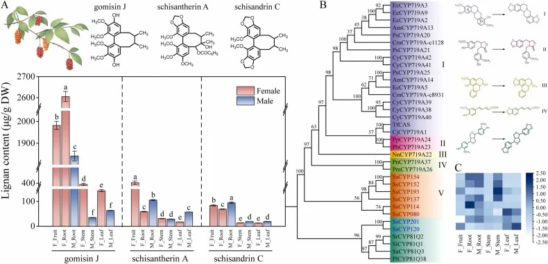 Discovery of S. sphenanthera candidate CYPs ( SsCYPs ) involved in schisandrin C biosynthesis. (A) Contents of gomisin J, schisantherin A, and schisandrin C in seven tissues of male and female S. sphenanthera plants. Data are expressed as μg/g dry weight (DW). Female and male samples are shown in re