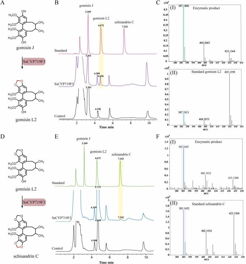 Functional characterization of SsCYPs. (A) SsCYP719F3 catalyzed the MDB formation from gomisin J to gomisin L2. (B) HPLC analysis of reaction products from gomisin J. (C) MS spectra of the enzymatic product (I) and gomisin L2 standard (II). (D) SsCYP719F3 catalyzed the MDB formation from gomisin L2