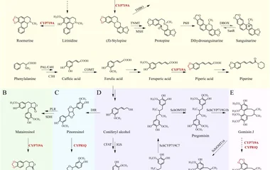 五味子中CYP719F3催化五味子丙素生物