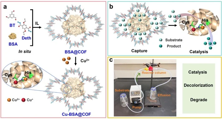 Based on in situ encapsulation and restricted coordination strategies, Cu-BSA@COF with significant laccase-like activity was synthesized via IL-mediated catalytic synthesis (a); The trapping effect of the framework facilitates contact between the substrate and the catalytic active site, thereby enha