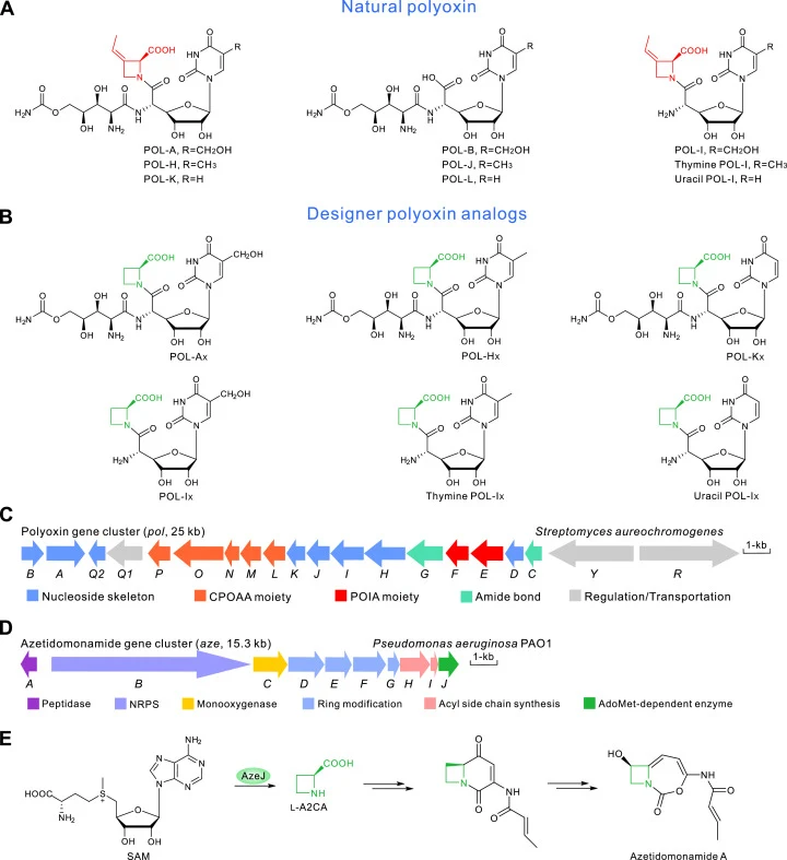 Structures of relevant antibiotics and genetic organization of the pol and aze gene clusters. (A) Structures of natural POL. (B) Structures of the designer POL analogs. (C) Genetic organization of pol gene cluster. (D) Genetic organization of aze gene cluster. (E) AzeJ is responsible for the biosynt