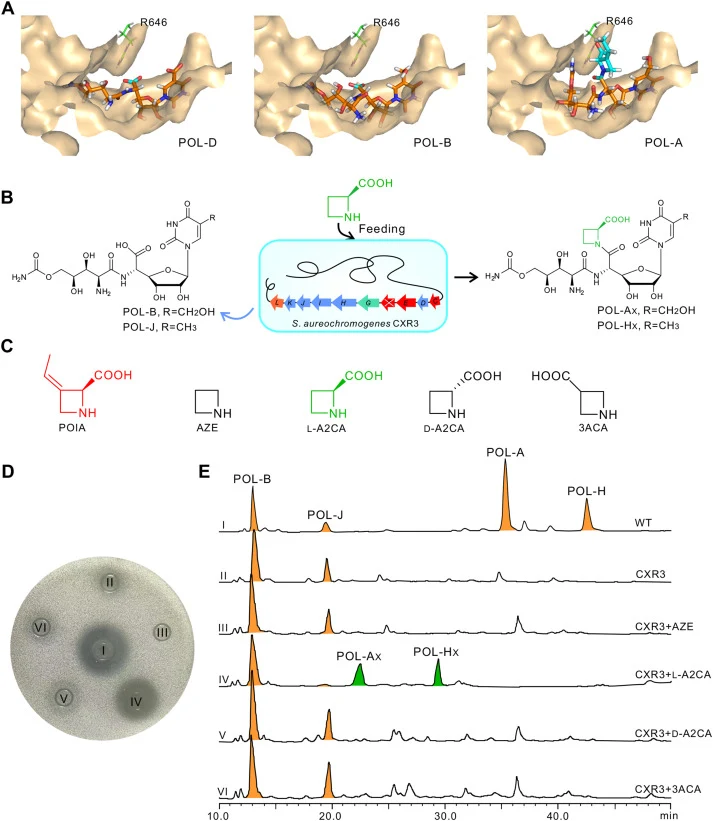 Rational design and generation of POL-Ax and POL-HX by mutasynthesis strategy. (A) Molecular docking analysis of CaChs2 with POL-B or POL-A. The binding surface representation of CaChs2 with POL-D (left), POL-B (middle), and POL-A (right). (B) Schematic illustration of CXR3 fed with POIA analogs to