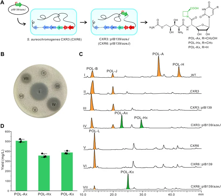 相关菌株理性生产POL-Ax、POL-HX和POL-Kx。(A) 用于产生POL-AX、POL-HX和POL-KX的组合生物合成策略示意图。(B) 以T. cutaneum为指示菌的相关菌株代谢产物生物活性分析。I，代谢