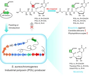 Directed biosynthesis of the designer peptidyl nucleoside an