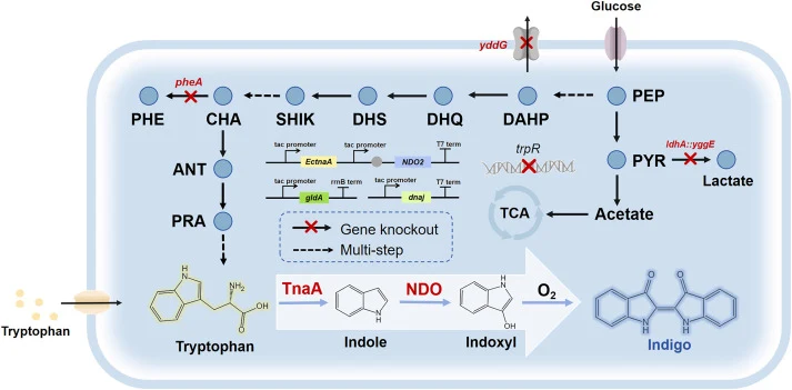 Biosynthetic pathway for indigo production in E. coli. Genes encoding key enzymes in the indigo production pathway are highlighted in red. Key abbreviations used in this study are as follows: PEP, phosphoenolpyruvate; DAHP, 3-deoxy-D-arabino-heptulosonate 7-phosphate; DHQ, 3-dehydroquinic acid; DHS,