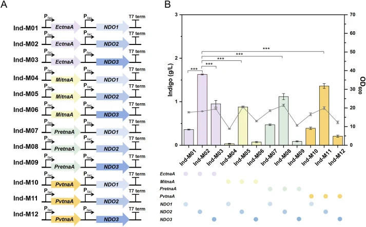 Effect of various sources of TnaA and NDO on indigo biosynthesis. (A) E. coli Ind-M00 was used as the host by introducing various tnaA and NDO via a pCOLADuet-1 vector. (B) Indigo titers of engineered strain combinations (Ind-M01-Ind-M12). Data represent the mean ± standard deviation (SD) from three