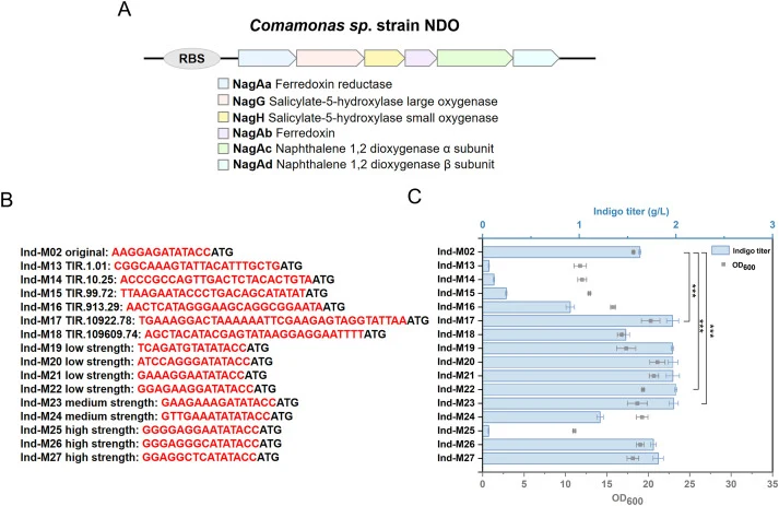 Regulation of NDO2 translation initiation rate promotes indigo production. (A) Composition of the NDO complex and functions of its individual components. (B) Sequences of the 15 designed RBS variants. (C) Indigo titers and OD600 of strains expressing NDO2 under control of different RBS variants. Dat