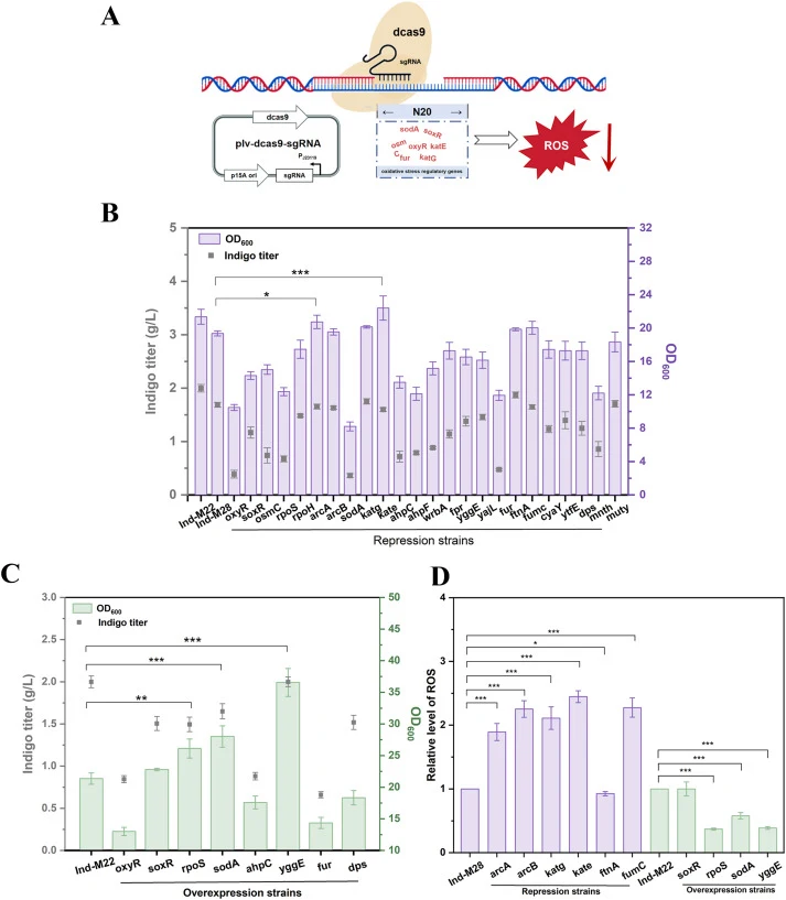 (A) Schematic diagram of the CRISPRi system. Created with BioGDP.com (Jiang et al., 2025). (B) Effects of repression of selected genes on OD600 (purple bars) and indigo titers (gray dot). Data represent the mean ± standard deviation (SD) from three independent experiments. Compared with Ind-M28, P-v