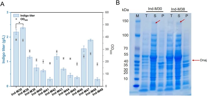 (A) Comparison of indigo titers by the 12 chaperone strains. Data represent the mean ± standard deviation (SD) from three independent experiments. Compared with Ind-M30, P-value <0.05, ∗. (B) SDS-PAGE analysis of Ind-M30 and Ind-M38. Lane M: 150 kDa protein molecular weight marker. Lanes T, S, and P