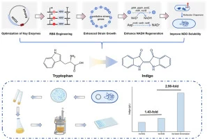 Metabolic engineering of Escherichia coli MG1655 for indigo