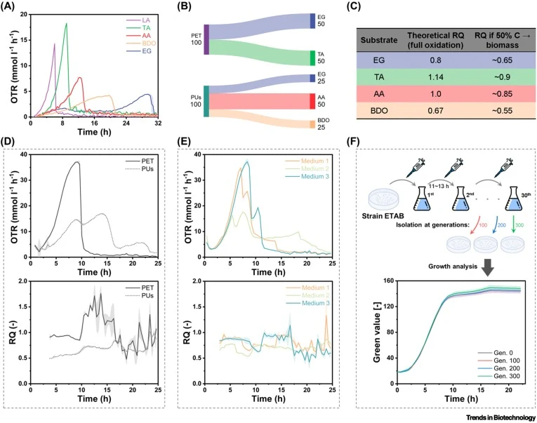 Physiological characterization of the ETAB strain. (A) Comparison of growth on individual monomers by online monitoring of oxygen transfer rate (OTR) in a 96-deep-well plate with a Kuhner microTOM shaker (Adolf Kühner AG). Substrate concentrations: EG, 30 mM; TA, 10 mM; AA, 10 mM; BDO, 15 mM; and LA