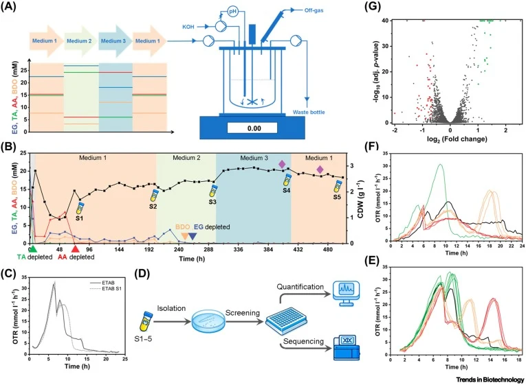 In-depth analysis of continuous fermentation with the ETAB strain. (A) Overview of the fermentation setup and the alternating mixed-monomer feeds. (B) Biomass formation and consumption of the four monomers, EG, AA, TA, and BDO, during the 21-day continuous fermentation. Colored triangles indicate de