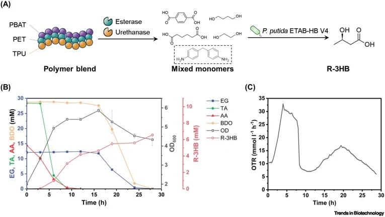 Production of R-3HB using monomers derived from enzymatically depolymerized blended polymers. (A) Workflow for R-3HB production from mixed plastics. (B) R-3HB production by strain ETAB-HB V4 in shake-flask cultures using media prepared from mixed-plastic hydrolysates. (C) Online monitoring of the OT