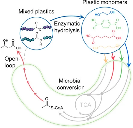 Engineering Pseudomonas putida KT2440 for open-loop upcyclin