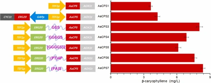 The improvement of β-caryophyllene biosynthesis by fusion of AaCPS and ERG20. Different linkers (GGS, GGGGS, (GGGGS)2 (PT)4 P, (PA)5) were constructed to compare their effects on β-caryophyllene production. The values of product are the average of three biological replicates.