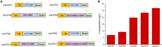 Increasing the metabolic flux of FPP for β-caryophyllene production. (A) Expression cassettes containing different genes (IDI1, tHMG1, ERG12 and ERG19) are inserted into specific loci on the genome of K. phaffii. (B) β-caryophyllene titer of strain AaCPS7 (with integrated IDI1, tHMG1, ERG12, and ERG