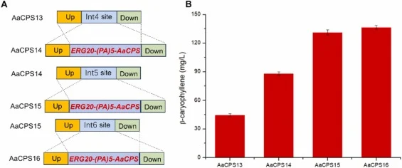 Effect of multiple copies on β-caryophyllene production. (A) Expression cassette (ERG20-(PA)5-AaCPS) are inserted into specific loci on the genome of K. phaffii. (B) β-caryophyllene titer of different strains. Two multi-copy, three multi-copy, four multi-copy recombinant strains were designed to com