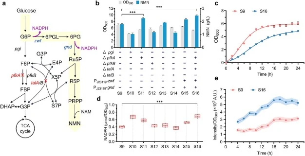 Reprogramming central carbon metabolism to direct carbon flux toward NMN biosynthesis. (a) Overview of the central carbon metabolism and the gene targets being engineered. The overexpressed and deleted genes are shown in blue and red, respectively. (b) The effects of reprogramming central carbon met