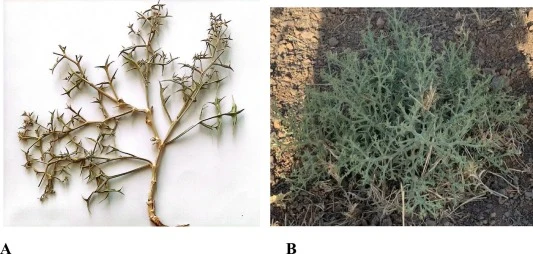 用于RNA提取和qRT-PCR分析的E. platyloba组织样本,包括营养发育阶段(A)和生殖发育阶段(B)的叶片。