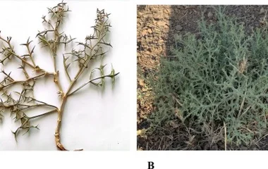 扁叶刺芹萜类生物合成途径与代谢物含量研究