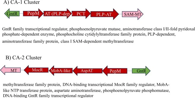 antiSMASH-predicted phosphonate biosynthetic gene clusters in Chelatococcus asaccharovorans. (A) Predicted phosphonate biosynthetic gene cluster in strain CA−1 (∼14.8 kb) containing phosphoenolpyruvate mutase (PepM) and associated biosynthetic and regulatory genes. (B) Predicted phosphonate biosynth