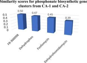 显示了来自Chelatococcus asaccharovorans菌株CA−1和CA−2的膦酸盐生物合成基因簇与已知膦酸盐途径的相似性得分;两个菌株观察到相同的数值。