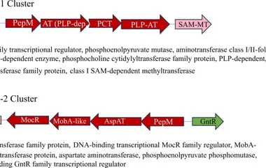 基因组挖掘揭示隐秘膦酸酯生物合成途径