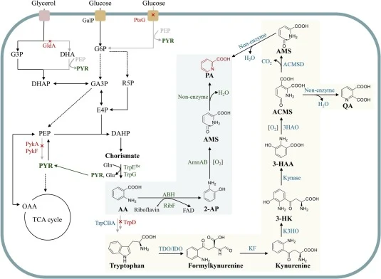 大肠杆菌中的非天然PA捷径生物合成途径(绿色)与动物中的天然PA生物合成途径(黄色)。G3P:3-磷酸甘油;DHA:二羟丙酮;DHAP:磷酸二羟丙酮;G6P:6-磷酸葡萄糖;GA3P:3-磷酸甘油醛;E4P:D-赤藓糖-4-磷酸;PEP:
