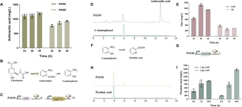 Validation of enzymes ABH and AmnAB activity in vivo. (A) AA titers of strains PAY02 and PAU02, (B) The biosynthesis pathway of 2-AP is catalyzed by ABH (4-aminobenzoate hydroxylase). (C) Illustration of plasmid construct. (D) HPLC analysis of strain PAY03 and standard 2-AP. (E) 2-AP and AA titers o