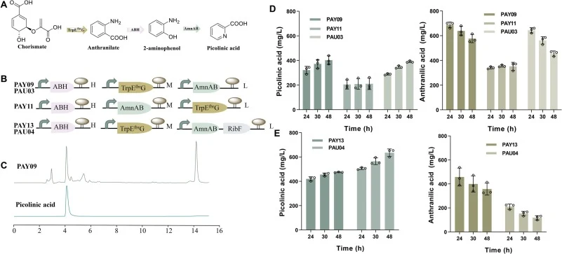 De novo biosynthesis of PA and their optimizations in shake flasks. (A) Artificial PA pathway catalyzed by ABH and AmnAB. (B) Illustration of plasmid constructs used for PA-producing strains. (C) HPLC spectrum of strain PAY09 and standard PA. (D) PA and AA titers of PAY09, PAY11, and PAU03. (E) PA a