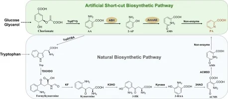 Microbial synthesis of picolinic acid via retro-biosynthetic