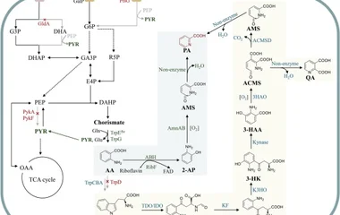 逆向生物合成路径工程实现微生物合成吡啶甲酸