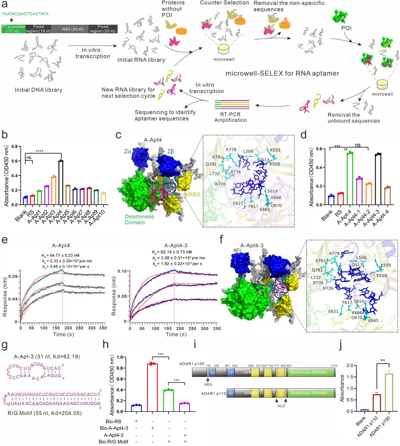 Identification of RNA aptamer targeting ADAR1 protein using the microwell-SELEX. a. The scheme of microwell-SELEX that coated proteins on plates for the discovery of RNA aptamers against the ADAR1 p150. b. Identification of candidate sequences of biotin-labeled RNA aptamer (200 nM) with a high abund