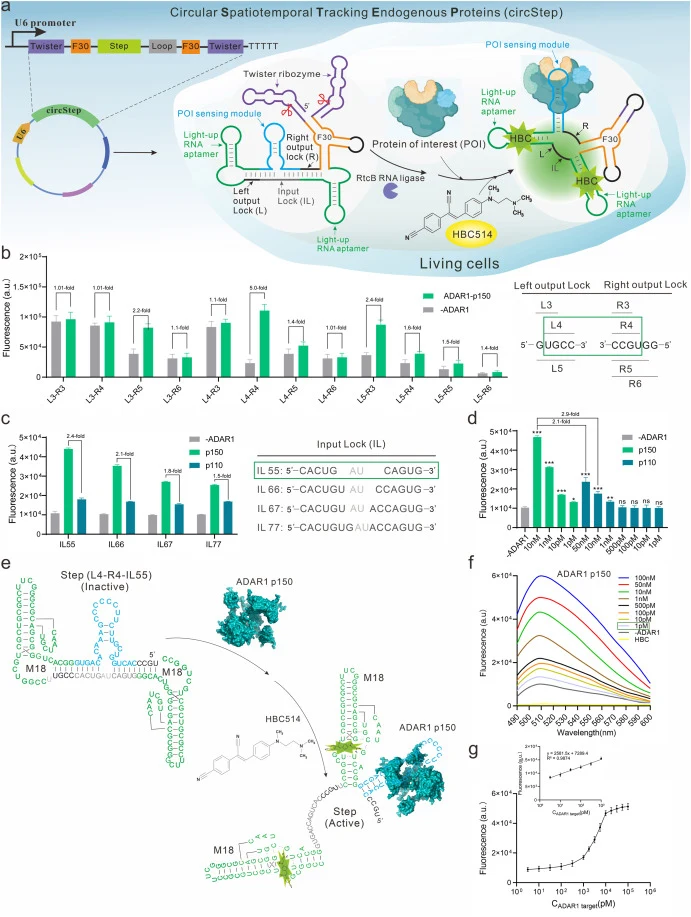 Design and optimize the performance of Step for detection of POI in vitro. a. The cellular expression strategy employs an autocatalytic circular Step (circStep) for live-cell imaging of unmodified proteins of interest (POIs). This system utilizes an autocatalytically processed circular Step expressi