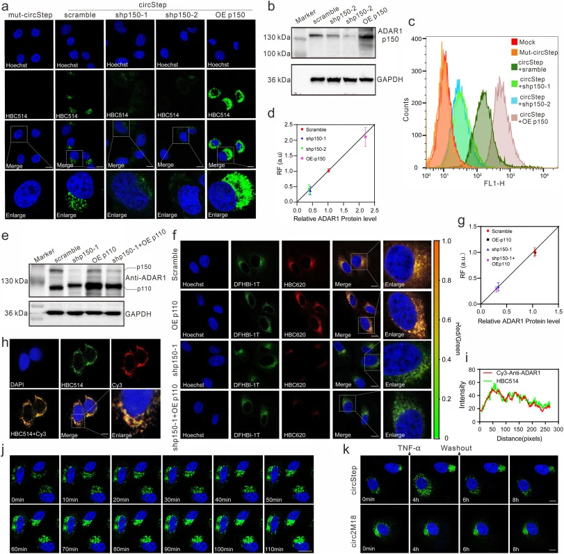 Construction of the circular Step to visualize native ADAR1 in live cells. a. Fluorescence images of HeLa cells with transfection with the circStep encoding plasmids for 48 h using the spinning-disk confocal microscope. Mut-Step: circStep with the mutated POI sensing module which is unable to bind t