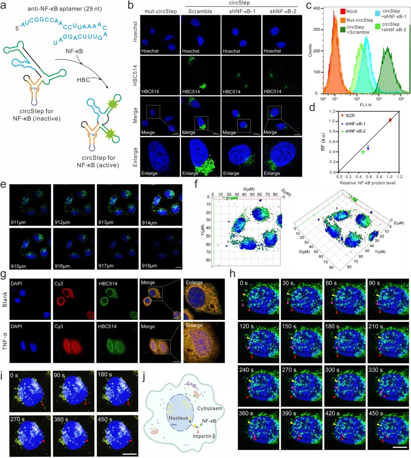 Spatiotemporal Dynamics Monitoring the Nuclear Translocation of NF-κB. a. The structure of the circStep for NF-κB imaging and the sequence information of NF-κB sensing aptamer. b. Confocal fluorescence imaging of NF-κB in living HeLa cells with the indicated treatment. Mut-circStep: circStep with th