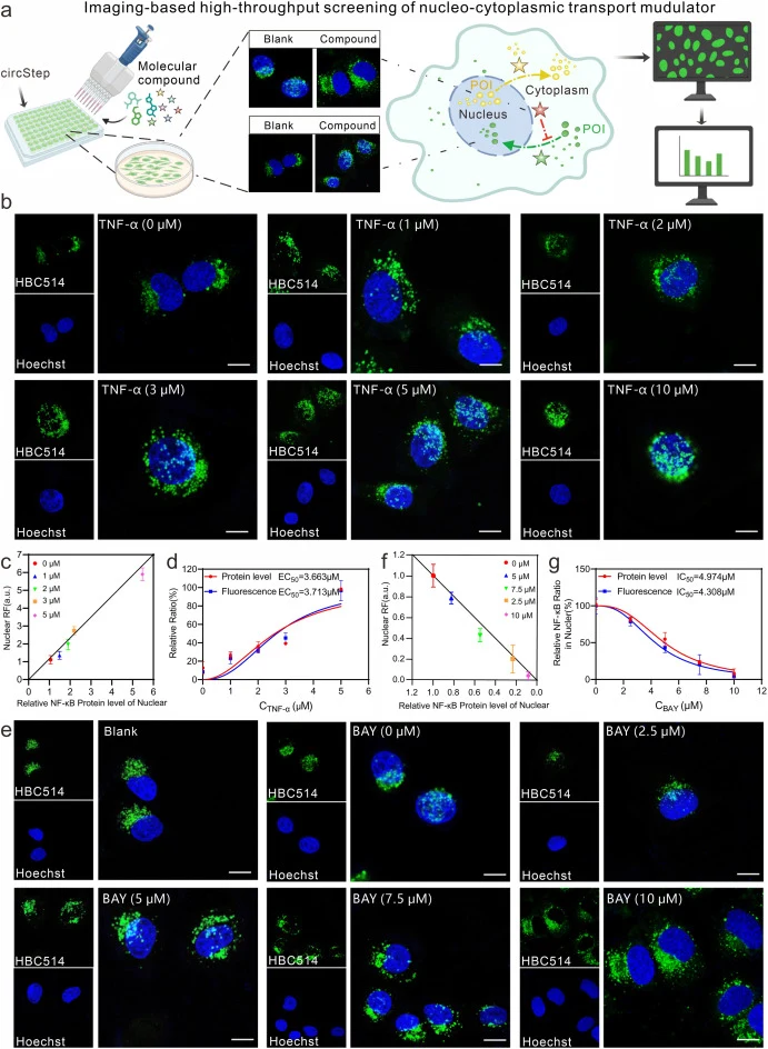Imaging-based high-throughput screening of regulators that reprogram protein nucleocytoplasmic localization via circStep. a. Workflow diagram for the imaging-based, high-throughput screening platform that employs circStep on a spinning-disk confocal microscope to identify nucleocytoplasmic-transport