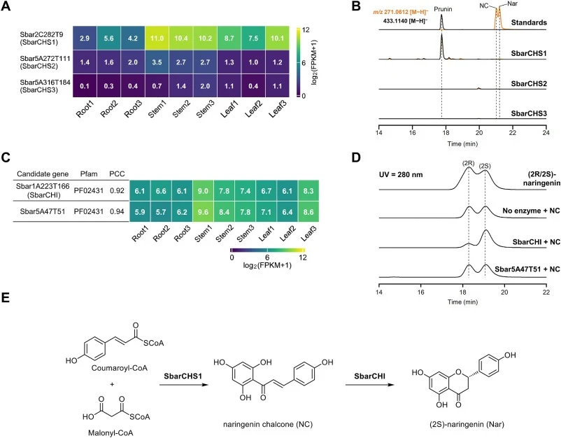SbarCHS1 and SbarCHI form the naringenin-skeleton biosynthetic module in S. barbata. (A) Transcript abundance of SbarCHS1 (Sbar2C282T9), SbarCHS2 (Sbar5A272T111) and SbarCHS3 (Sbar5A316T184) across root, stem, and leaf tissues shown as a heatmap of log2(FPKM +1). (B) LC–MS analysis of N. benthamiana