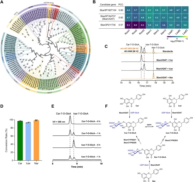 Identification of SbarUGAT as the 7-O-glucuronosyltransferase for Car and Icar. (A) Phylogenetic analysis of 123 UDP-glycosyltransferases (UGTs) identified from the S. barbata genome. (B) Expression heatmap of UGT88-family candidates prioritized by co-expression with SbarCHS1 (PCC ≥ 0.5) and high le