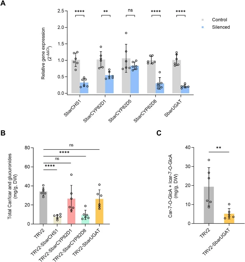 In planta validation of pathway genes by VIGS in S. barbata. (A) Relative gene expression levels of target genes in VIGS plants determined by RT-qPCR. Expression was normalized to Actin7 and calculated relative to the pTRV2 empty-vector control using the 2-ΔΔCt method. (B) Total accumulation of Car,