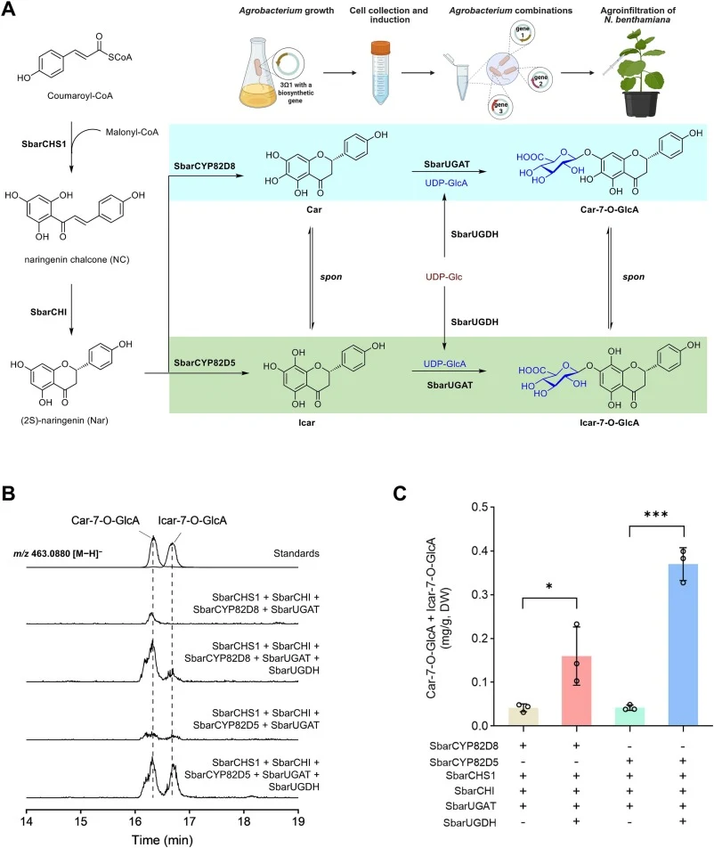 De novo biosynthesis of Car-7-O-GlcA and Icar-7-O-GlcA in N. benthamiana. (A) Schematic overview of the reconstructed biosynthetic pathways in N. benthamiana. The agroinfiltration workflow was created using BioRender. (B) LC–MS analysis of infiltrated leaves expressing the indicated gene combination