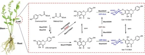 Biosynthetic pathway for bioactive tetrahydroxyflavanone 7-O