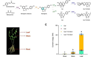 半枝莲中生物活性四羟基黄烷酮7-O-葡萄糖醛酸苷的生物