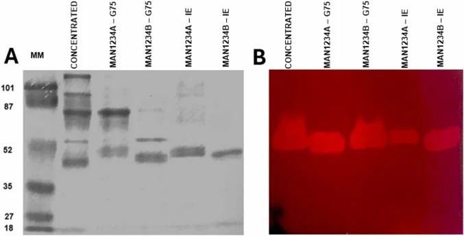 SDS-PAGE（A）和酶谱（B）（与刺槐豆胶甘露聚糖共聚合）分析浓缩酶提取物及经凝胶过滤