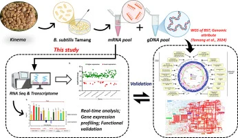 Transcriptomic profiling and functional validation of genomi