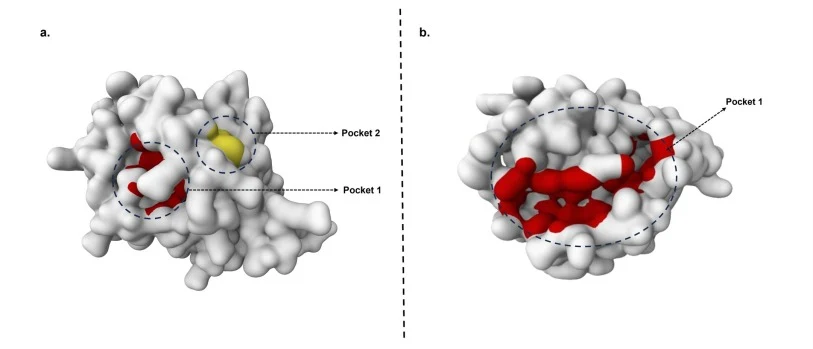 (a)BCL-2蛋白和(b)KRAS G12C蛋白的结合口袋(活性位点),使用PrankWeb工具预测。