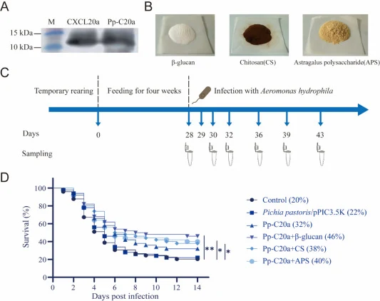 Preparation of feed, experimental design, and survival analysis. (A) Western blot validation of CXCL20a expression in fresh and lyophilized yeast. Lane 1: protein marker; Lane 2: Pp-C20a; Lane 3: lyophilized Pp-C20a. (B) Schematics of β-glucan, chitosan (CS), and Astragalus polysaccharide (APS). (C)