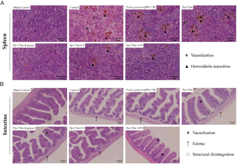 Histopathological examination of spleen and intestine. (A) Spleen sections. Asterisks indicate vacuolization; black triangles indicate hemosiderin deposition. (B) Intestinal sections. Asterisks indicate vacuolization; black arrows indicate submucosal edema; triangles indicate structural disintegrati