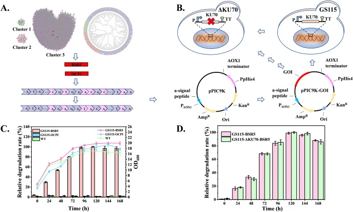 Workflow of thermostable laccase mining and performance of recombinant strains. A. Sequence similarity network of the candidate data from the AlphaFold/UniProt50 database of FoldSeek server, and sequence coding optimizations of BSR5 and OCPI. B. Heterologous expression of potential laccases in P. pa