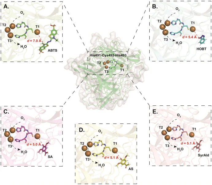 Molecular docking of mediators into the active pocket of BSR5. A. Molecular docking of the ABTS into BSR5. The distance between the N atom of ABTS and the T1 copper was measured at 7.0 Å. B. Molecular docking of the HOBT into BSR5. The distance between the O atom of HOBT and the T1 copper was measur